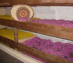 Infiorata di Gerano
