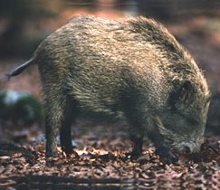 Esemplare di cinghiale