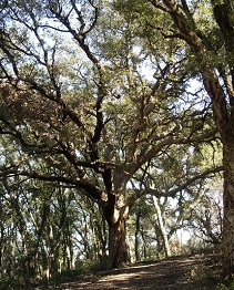 Sughereta di Sirividola