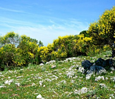 Ginestre in fiore