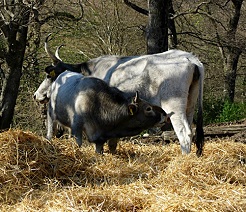 Mucche maremmane al pascolo