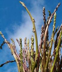 Asparagi selvatici
