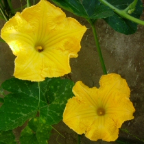 Fiori di zucca