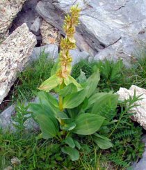 Genziana