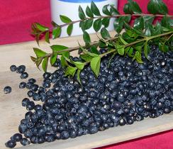Mirto
