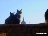 I gatti di Tivoli