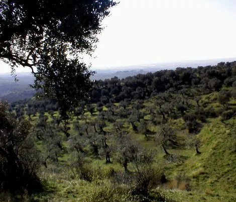 Olivares