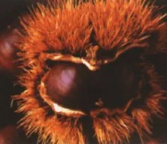 Castagne di Roccagiovine