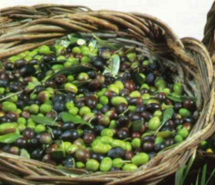 Cesto di olive