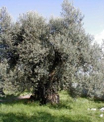 Pianta di ulivo