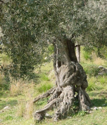 Pianta di ulivo