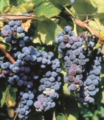 Uva da vino